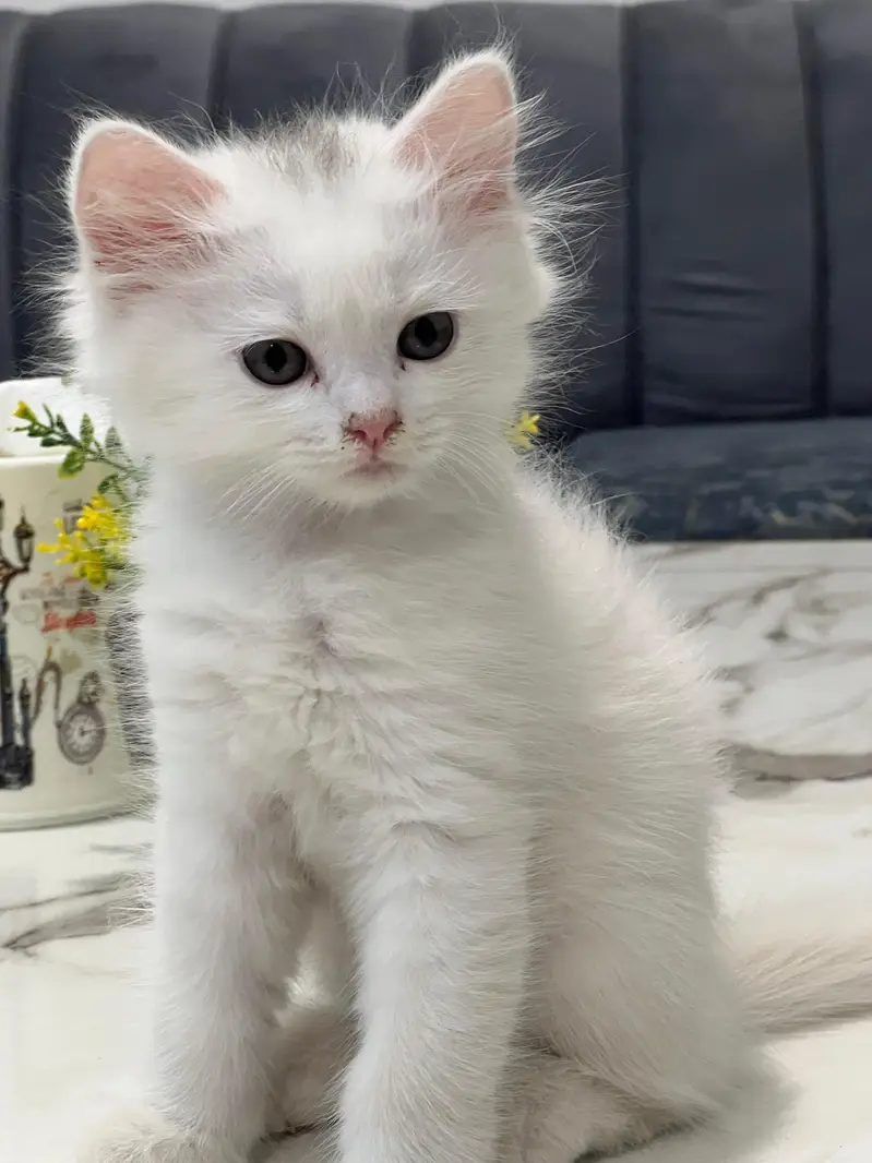 Cats | Kittens | Billi | Tripple coat kittens | Tripple coat cat | cat — photo 10