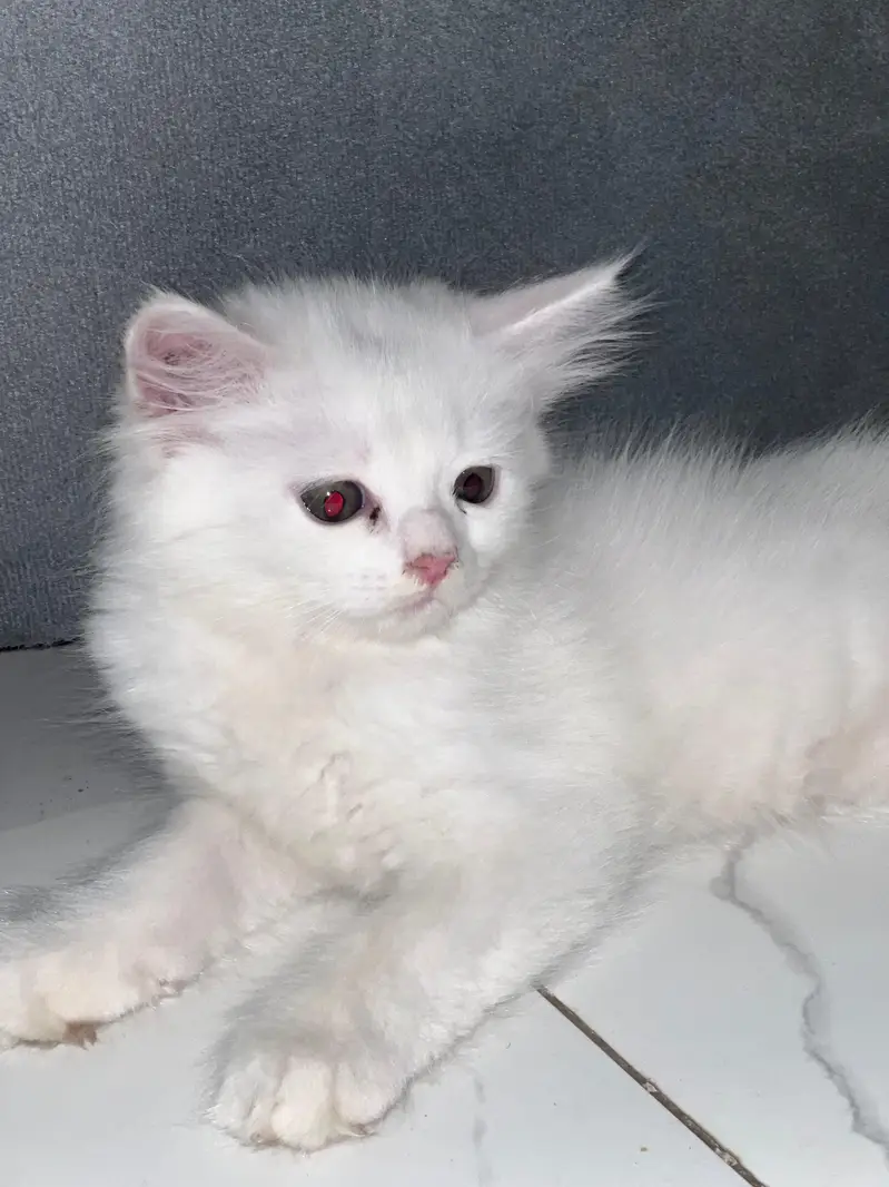 Cats | Kittens | Billi | Tripple coat kittens | Tripple coat cat | cat — photo 11