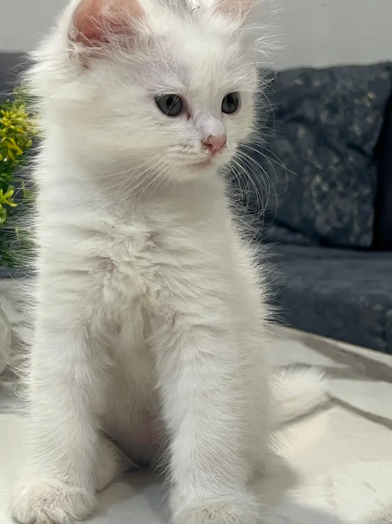 Cats | Kittens | Billi | Tripple coat kittens | Tripple coat cat | cat — photo 12