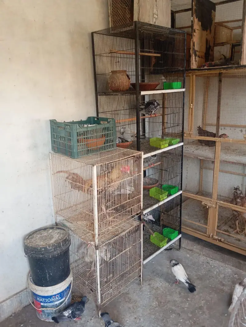 Birds and Hen Cage