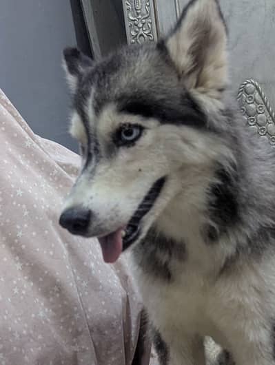 Siberian husky