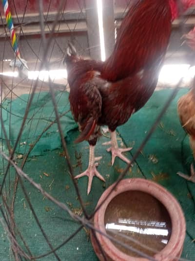 king lakha