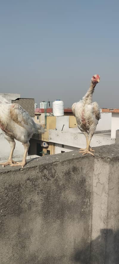 14 ماہ کی Shamo Female مرغیاں برائے فروخت – Eggs Laying