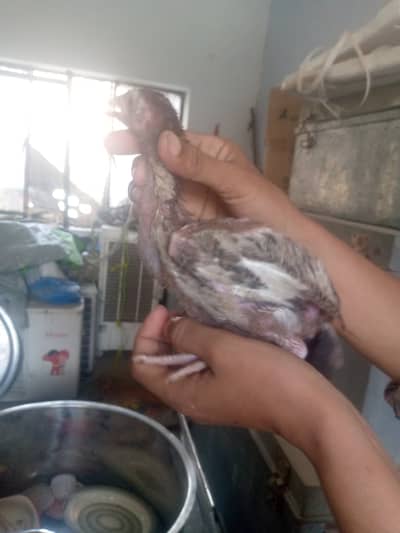 Aseel chicken 