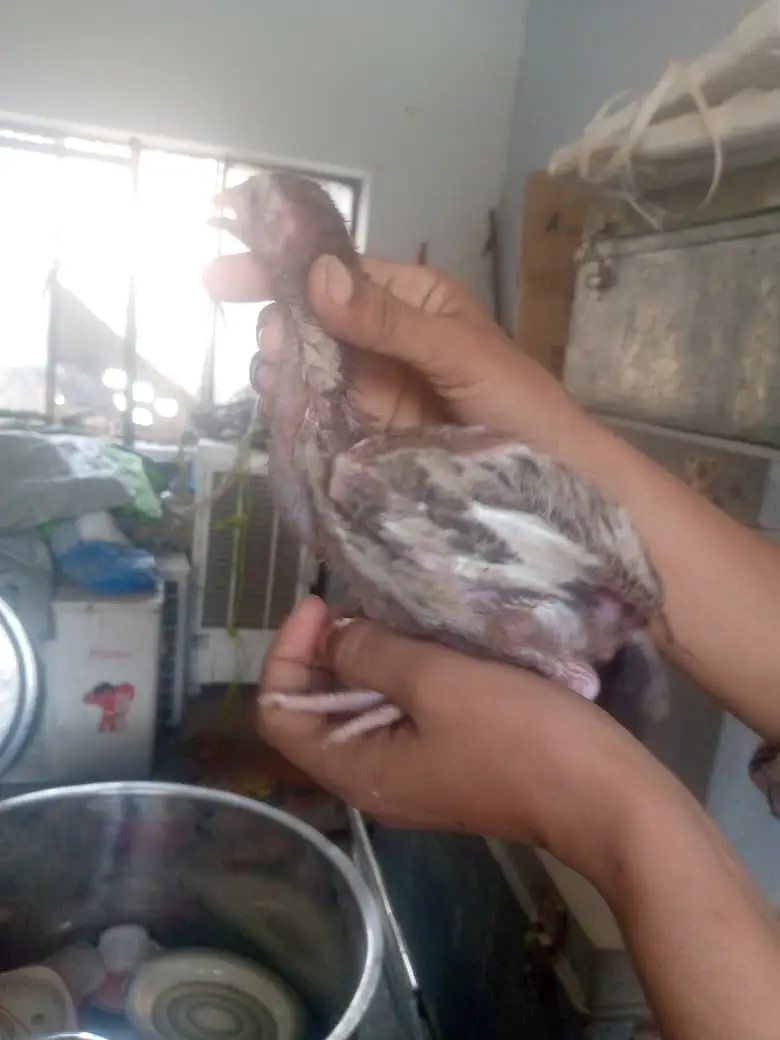 Aseel chicken 
