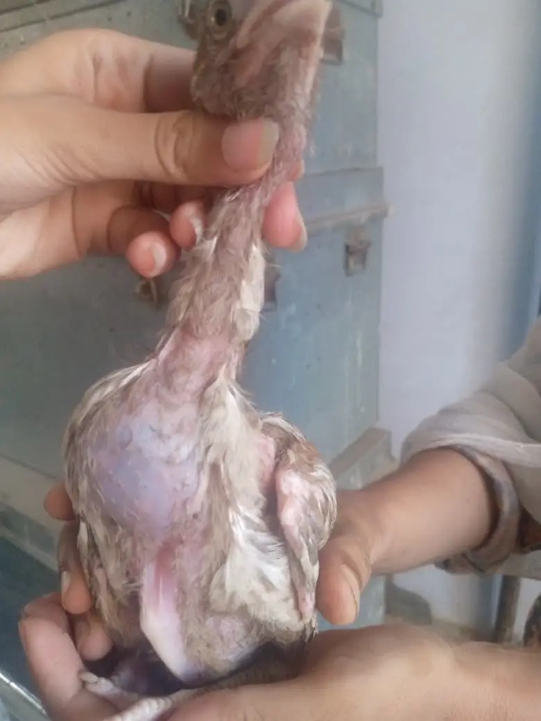 Aseel chicken  — photo 2