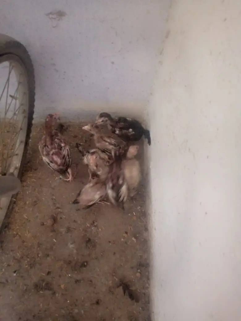 Aseel chicken  — photo 3
