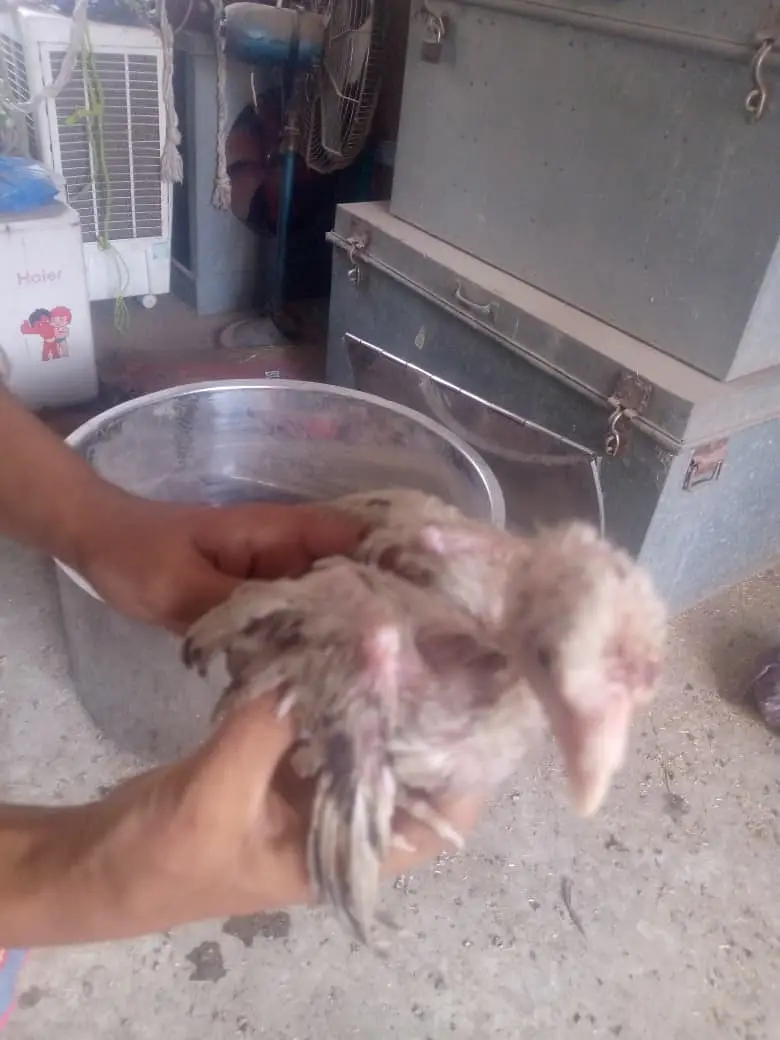 Aseel chicken  — photo 4