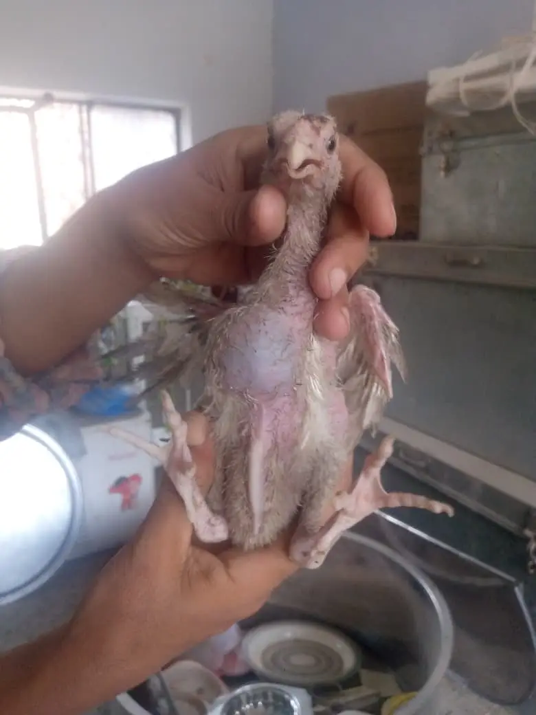 Aseel chicken  — photo 5