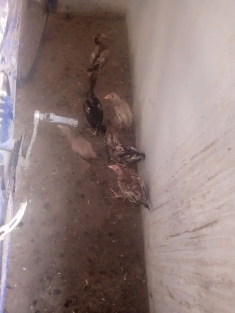 Aseel chicken  — photo 6