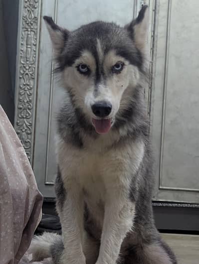 Siberian husky Female