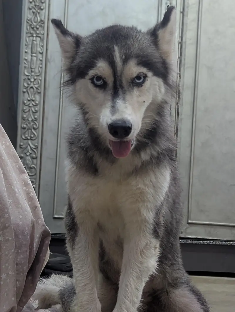 Siberian husky Female