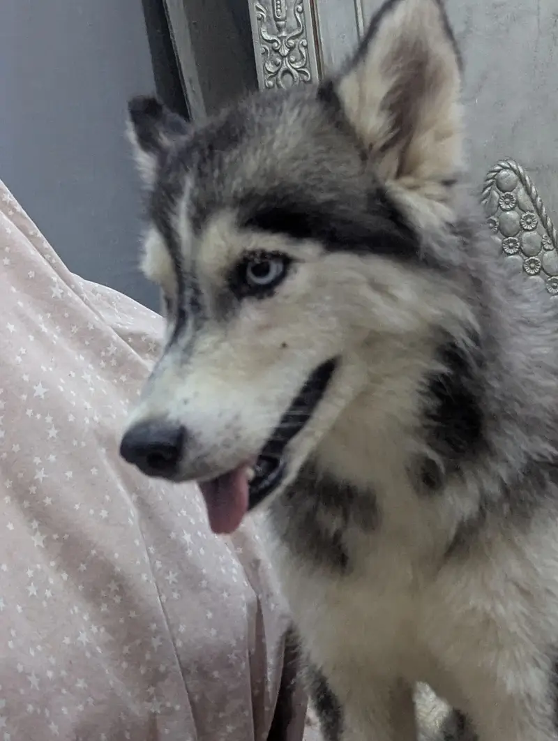 Siberian husky Female — photo 2