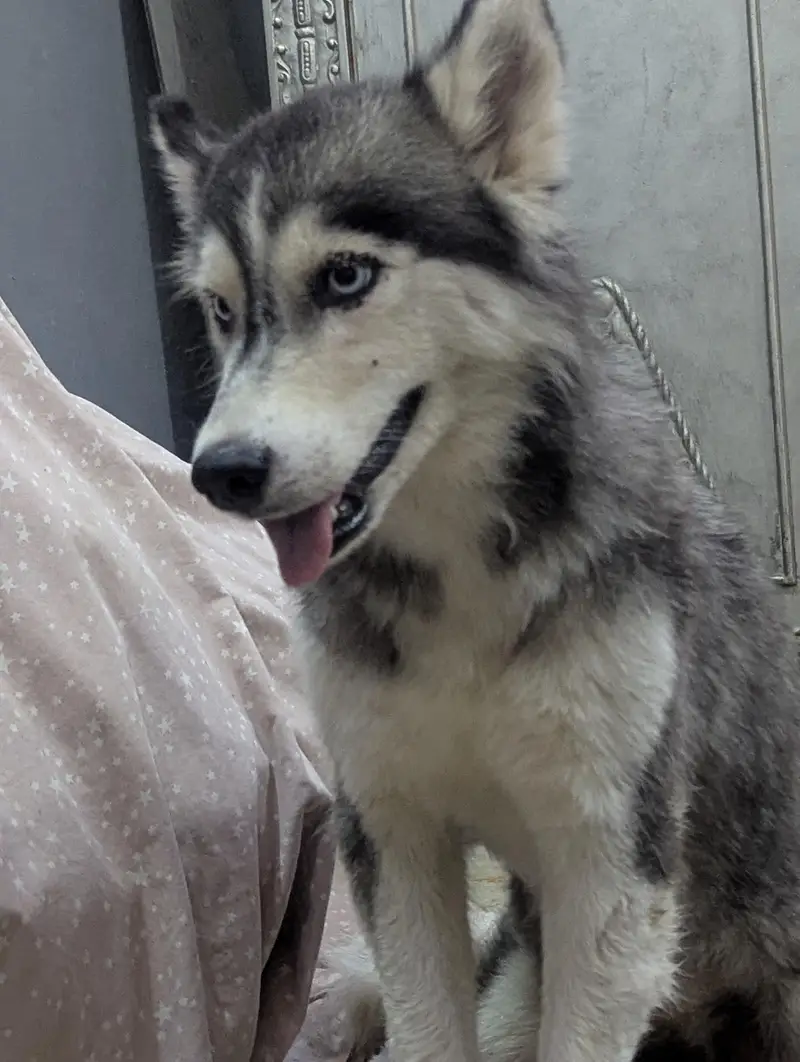 Siberian husky Female — photo 3