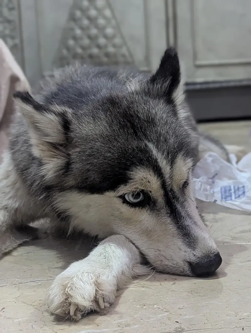 Siberian husky Female — photo 4