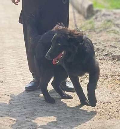 German shepherd black long coat