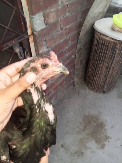 Thai pocaky nack locker  pathi full mazboot long hight