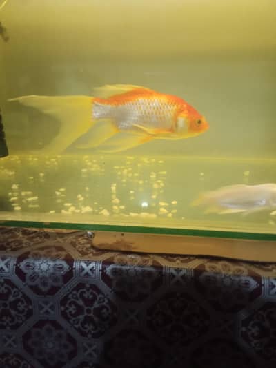 Healthy & Active Large Goldfish for Sale