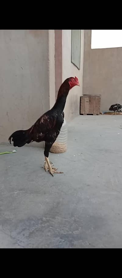aseel murga best breed in low price