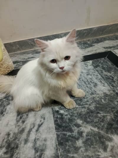 The cat is my love