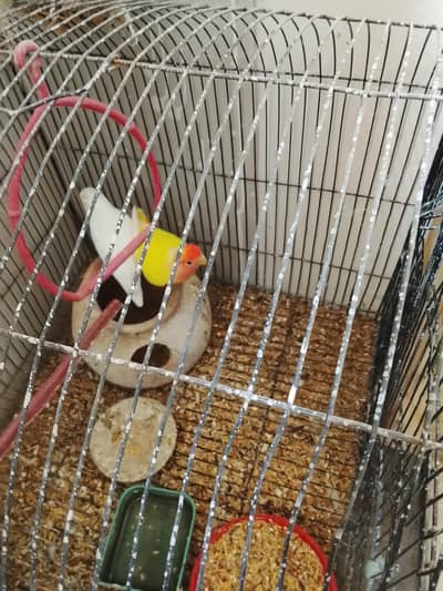 lutino albino love Baird red eye breeder pair