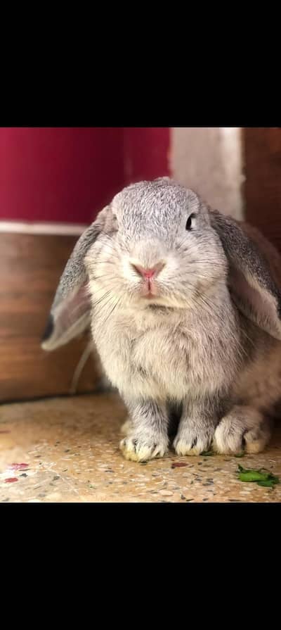 extreme quality Holland loop breeder pair available