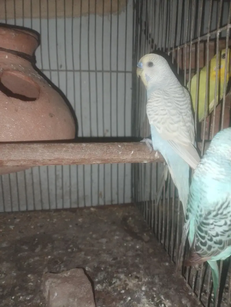 Australian adult pair — photo 2