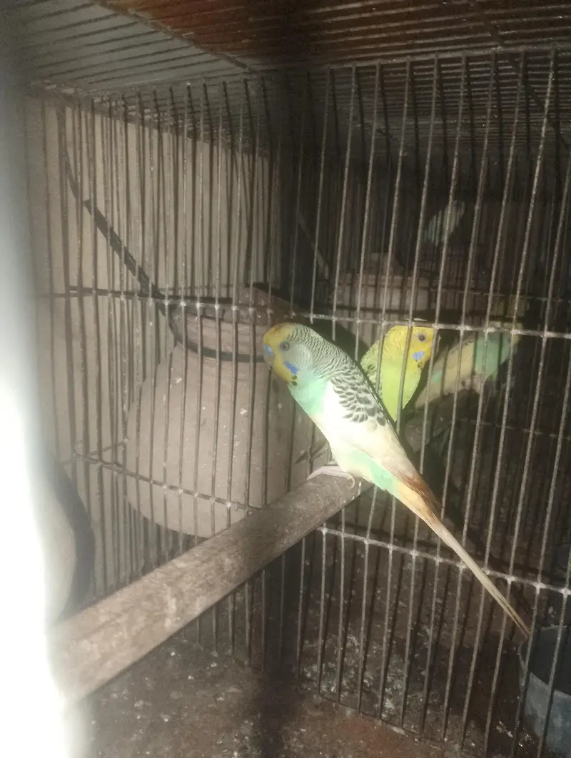 Australian adult pair — photo 3