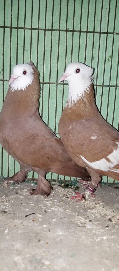 pair he