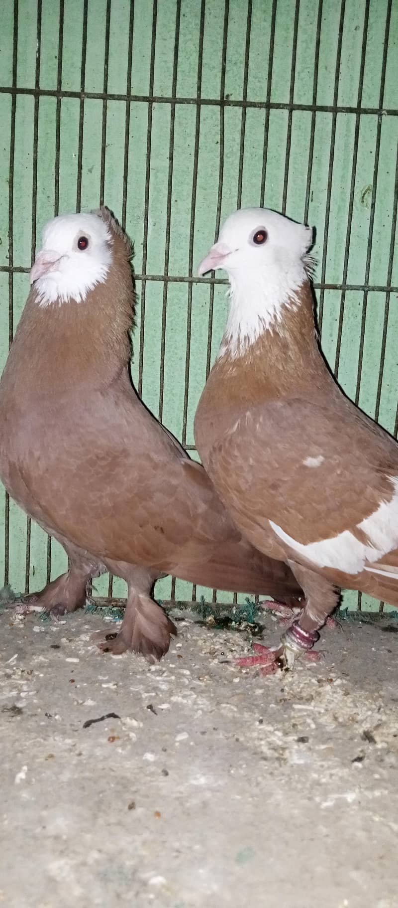 pair he 0
