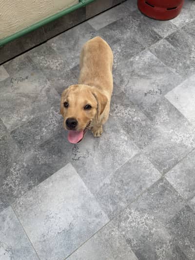 LABRADOR MALE PUPPY for Sale