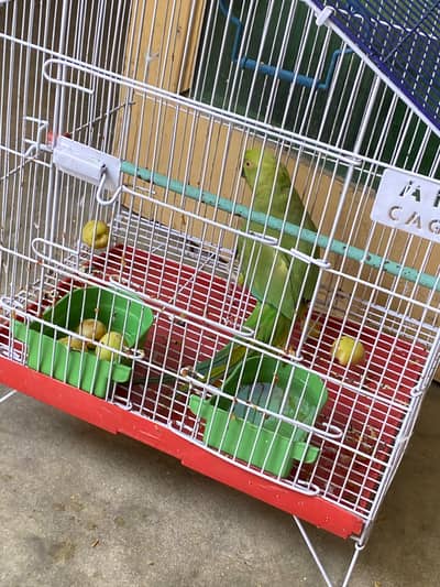 parrot