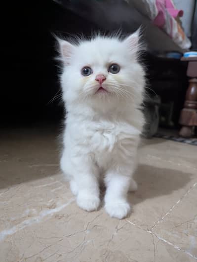 Persian Car kittens