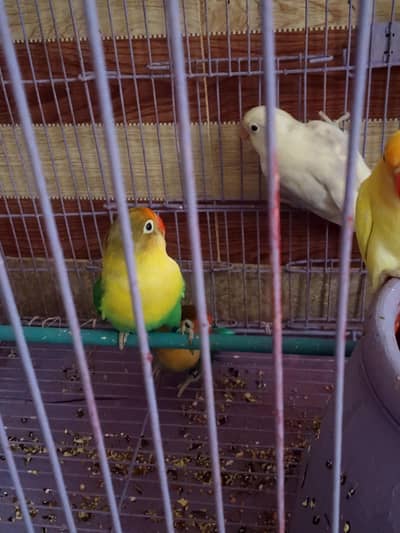love birds