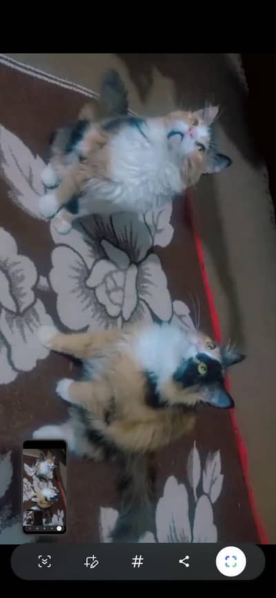 Callico Female pair