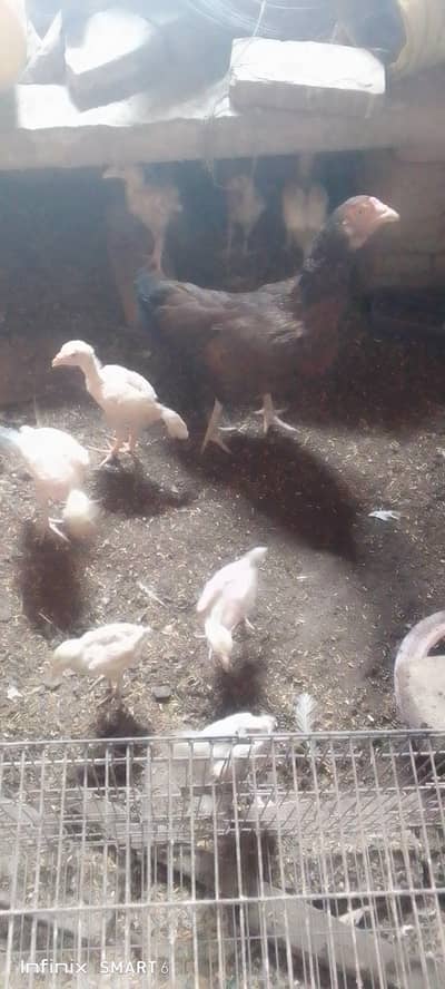 Heera chicks 9 with aseel hen