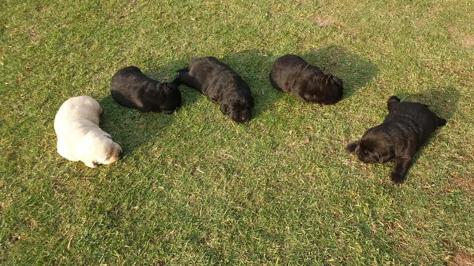 labrador female pedigree microchip  pup 03151466500 — photo 2