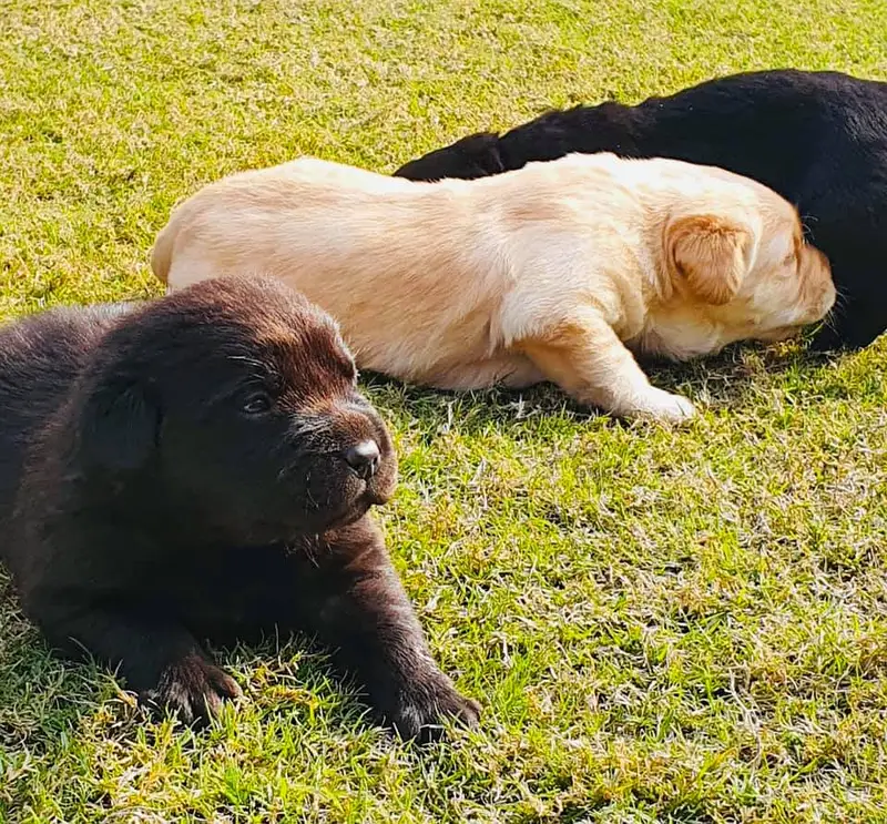 labrador female pedigree microchip  pup 03151466500 — photo 4