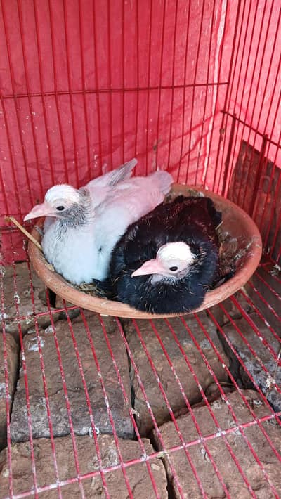 Good Quality Mukhi Chicks