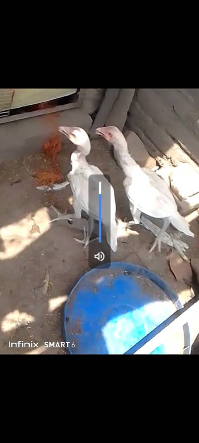 Heera pair