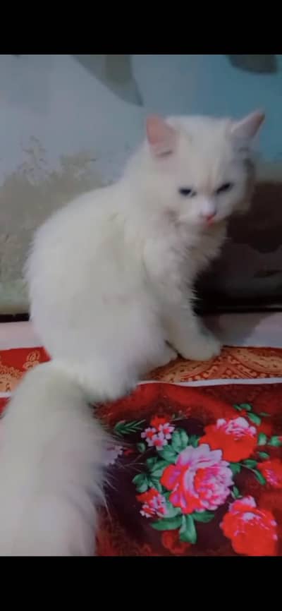 Persion white pair with blue eyes