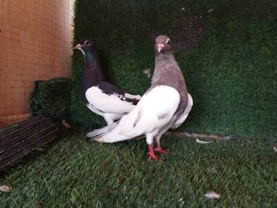 fancy and flying pigeon 1000 per pic . . . . 03201447384whatap