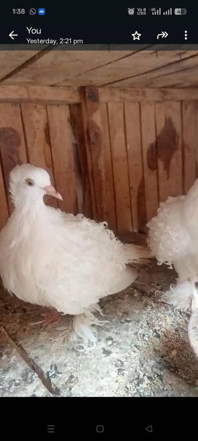 white frill pigeon
