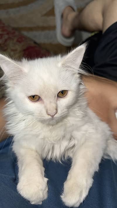 Persian cat for sale