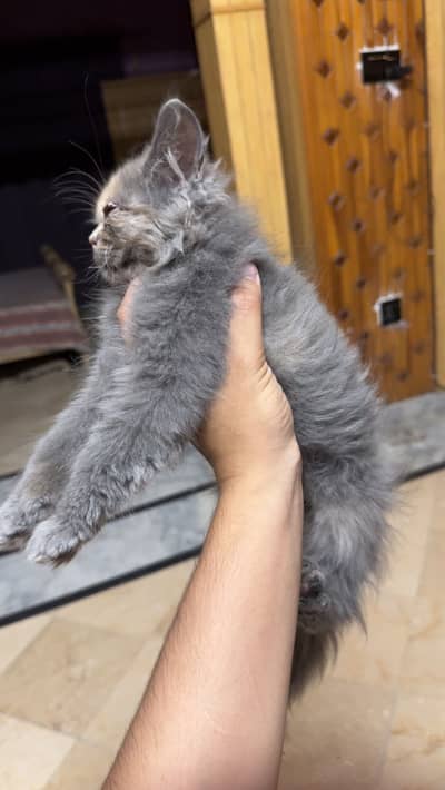Persian cat for sale