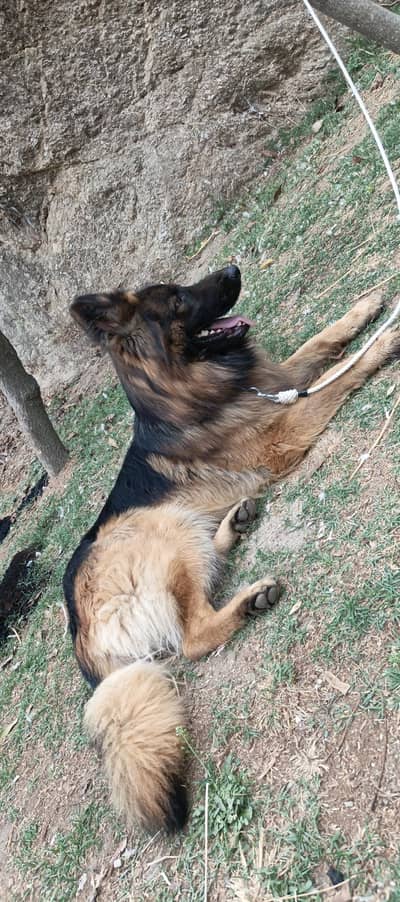 german shepherd