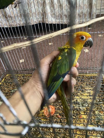 sun conure full hand taim pair for sale