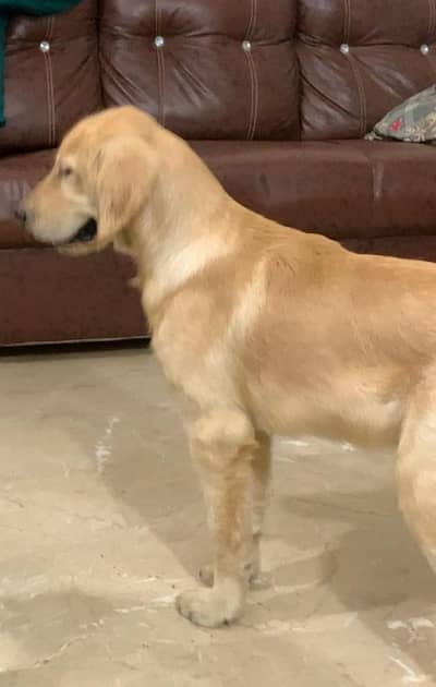 Top quality golden retriever puppy for sale