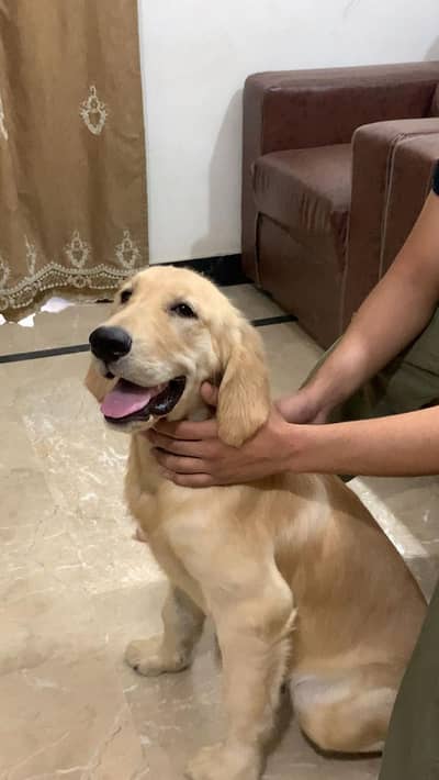 Top quality golden retriever puppy for sale