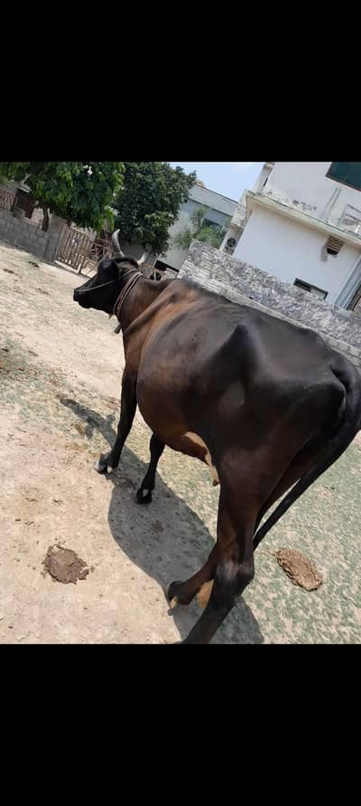 indian Cow & Wachi
